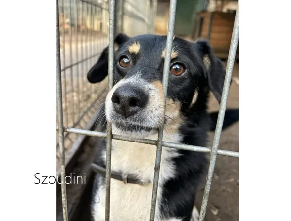 Pies do adopcji, Przyborówko, 23 lutego 2026 (5/5)