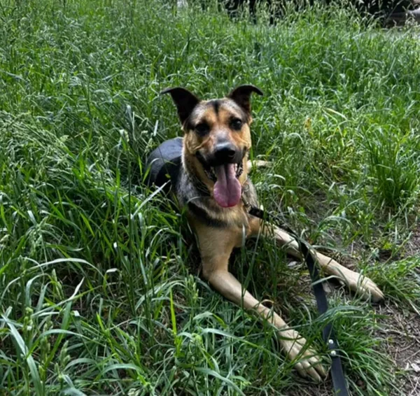 Znaleziono psa, Wrocław, 18 marca 2025