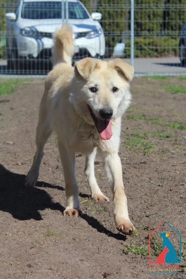 Pies do adopcji, Grudziądz, 2 marca 2025 (3/5)