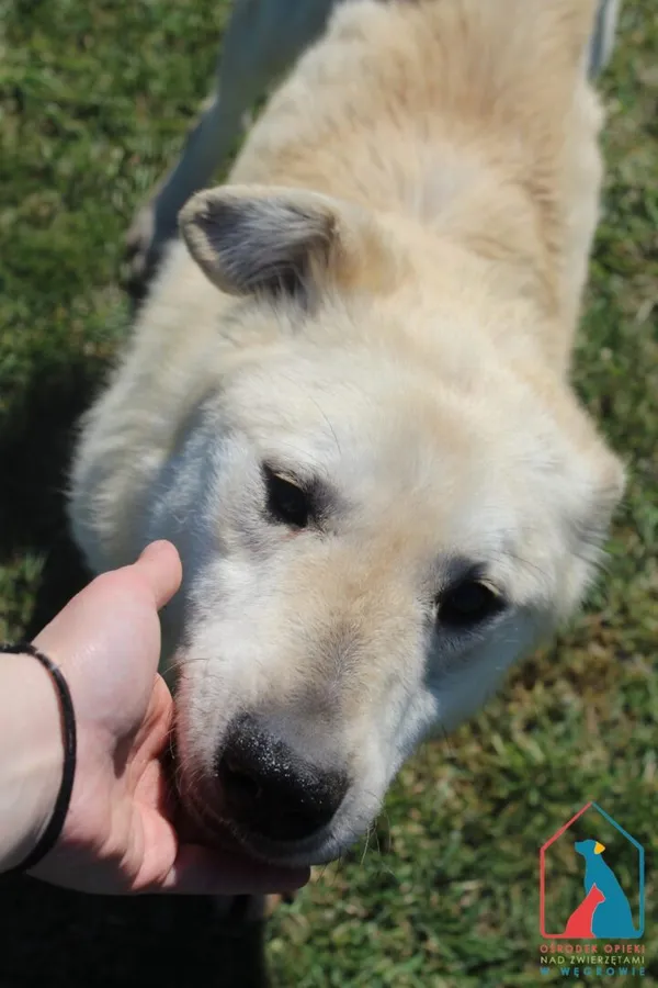 Pies do adopcji, Grudziądz, 2 marca 2025 (5/5)