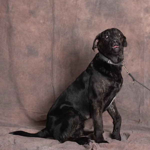 Pies do adopcji, Gdańsk, 19 marca 2025