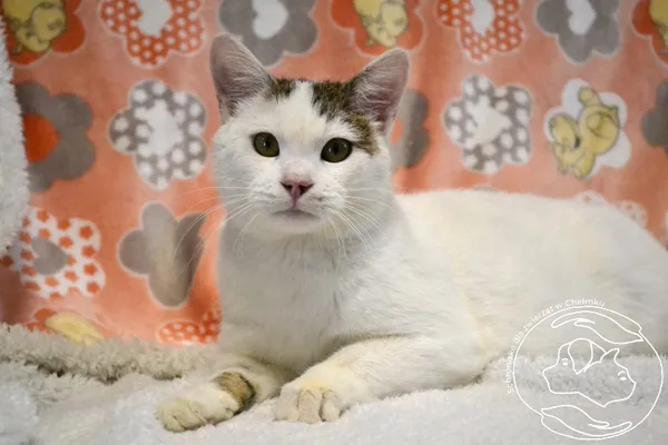 Kot do adopcji, Chełmek, 25 lutego 2025