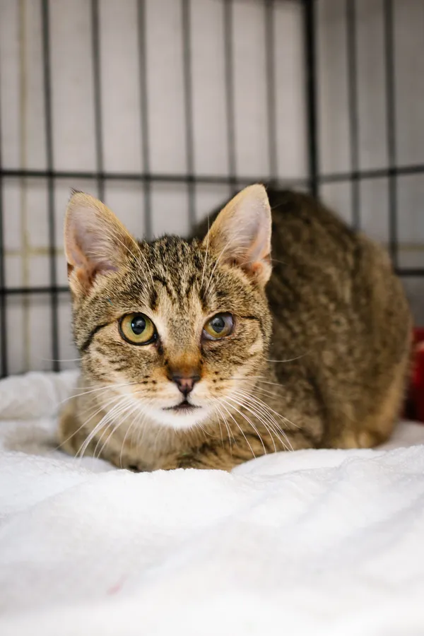 Znaleziono kota, Sosnowiec, 18 marca 2025 (4/5)