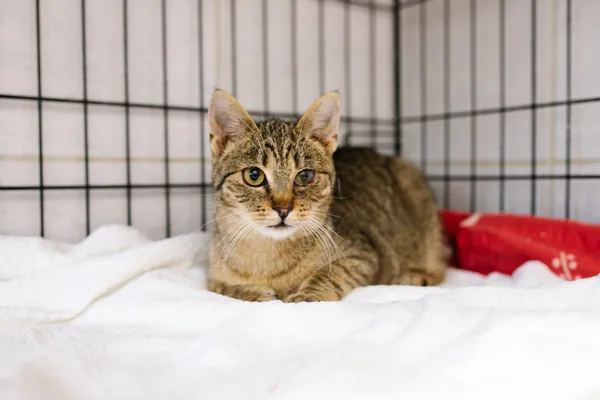 Znaleziono kota, Sosnowiec, 18 marca 2025 (5/5)