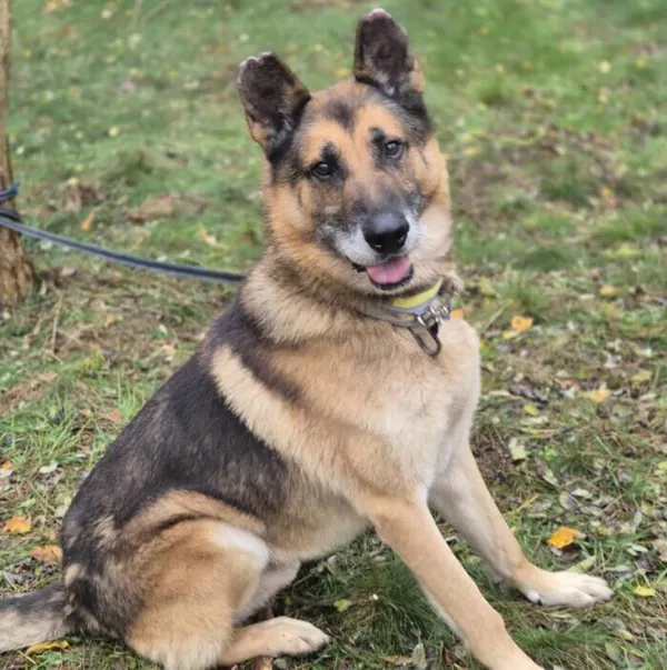 Pies do adopcji, Głowno, 19 marca 2025 (4/5)