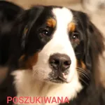 Zaginął pies