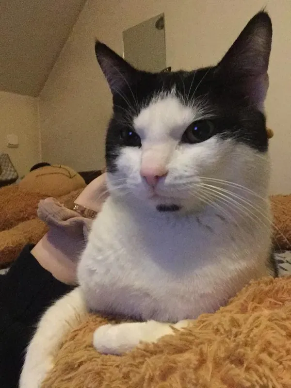 Zaginął kot, Toruń, Rudak, 20 marca 2025 (1/4)