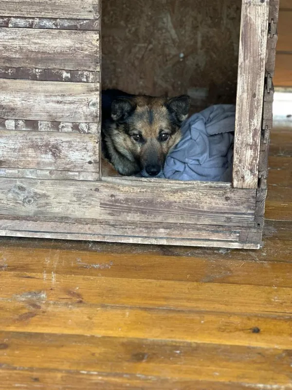 Pies do adopcji, Rytlów, 20 marca 2025