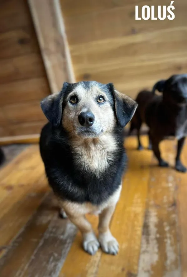 Pies do adopcji, Rytlów, 20 marca 2025