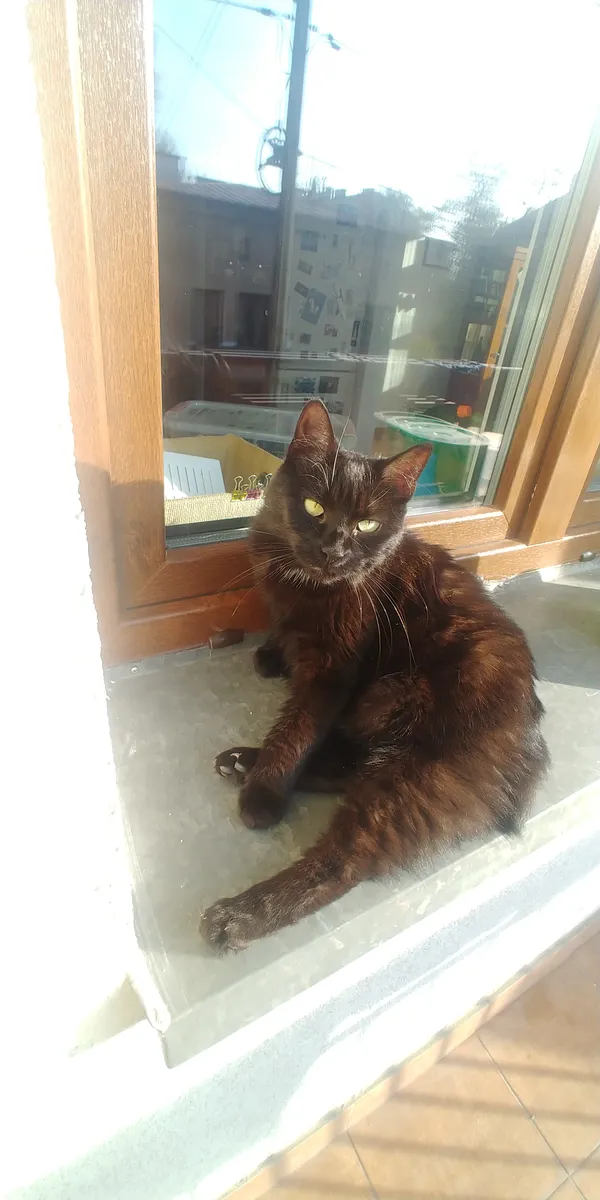 Zaginął kot, Kiełpino, 20 marca 2025