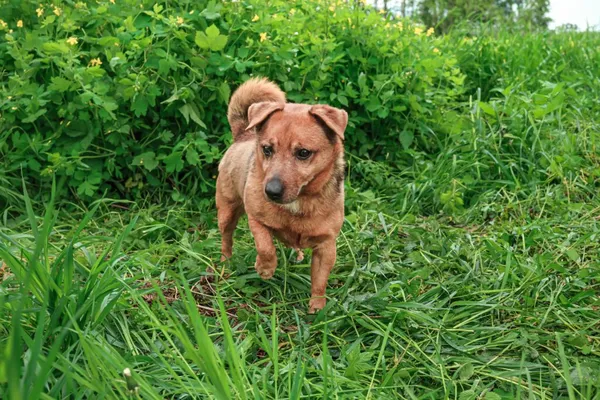 Pies do adopcji, Henrykowo, 7 października 2024 (1/5)