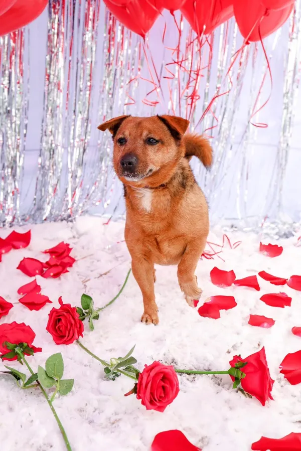 Pies do adopcji, Henrykowo, 7 października 2024 (3/5)