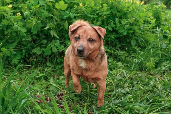 Pies do adopcji, Henrykowo, 7 października 2024 (5/5)