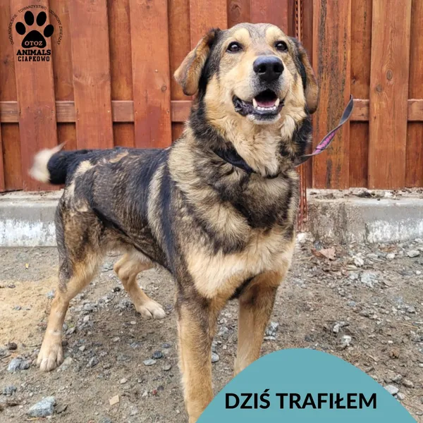 Znaleziono psa, Gdynia, 12 marca 2025