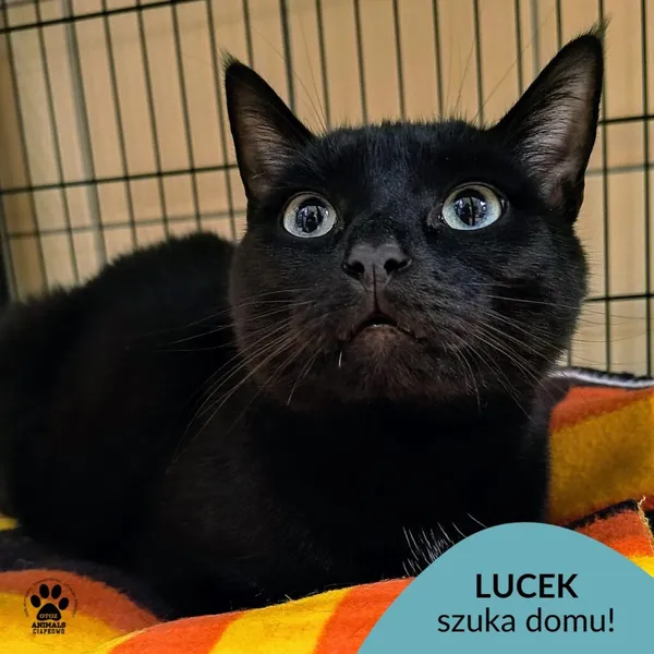 Kot do adopcji, Gdynia, 20 marca 2025 (1/3)