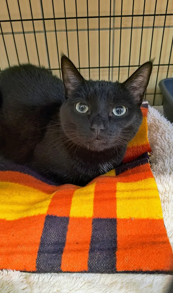 Kot do adopcji, Gdynia, 20 marca 2025 (2/3)