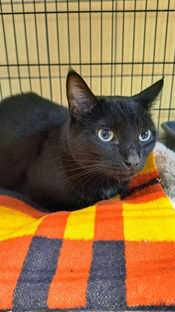 Kot do adopcji, Gdynia, 20 marca 2025 (3/3)