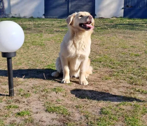 Pies do adopcji, Zgierz, 20 marca 2025 (1/4)