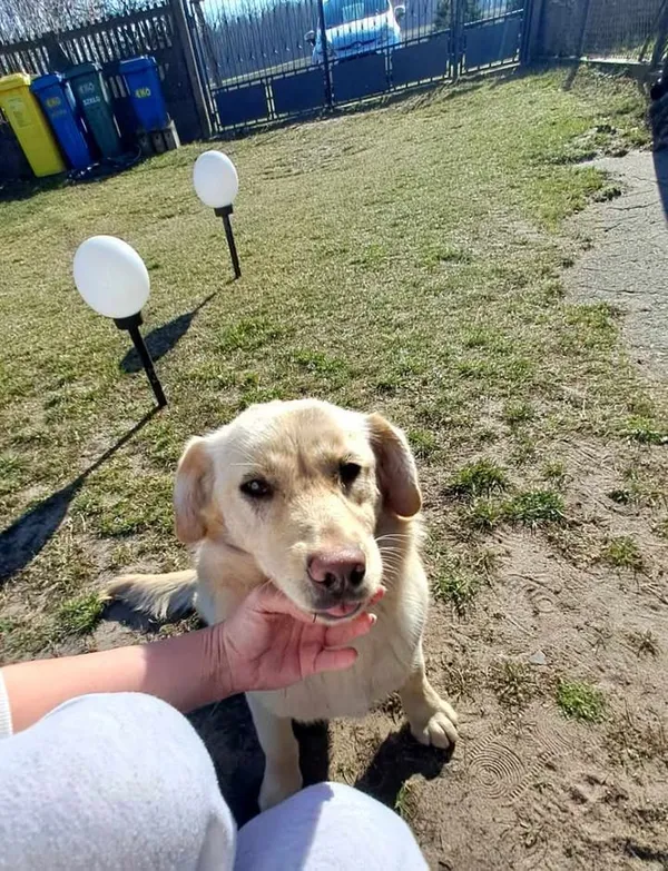 Pies do adopcji, Zgierz, 20 marca 2025 (2/4)