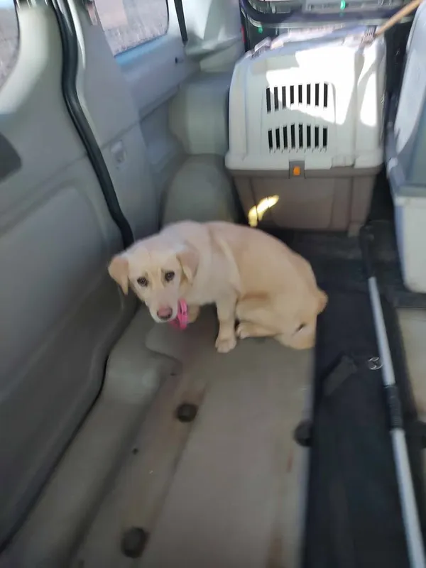 Pies do adopcji, Zgierz, 20 marca 2025 (3/4)