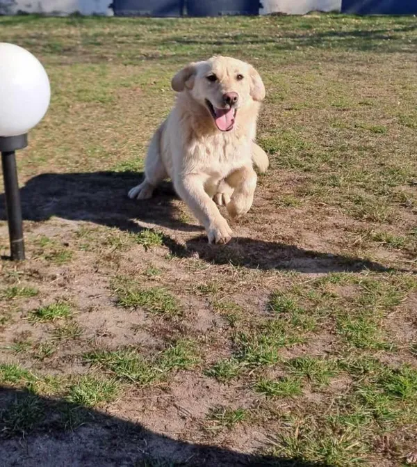 Pies do adopcji, Zgierz, 20 marca 2025 (4/4)