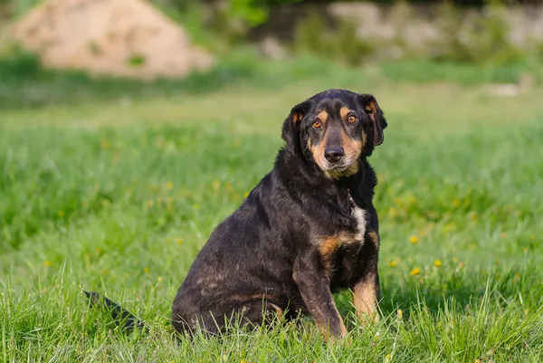 Pies do adopcji, Zgierz, 20 marca 2025 (1/5)