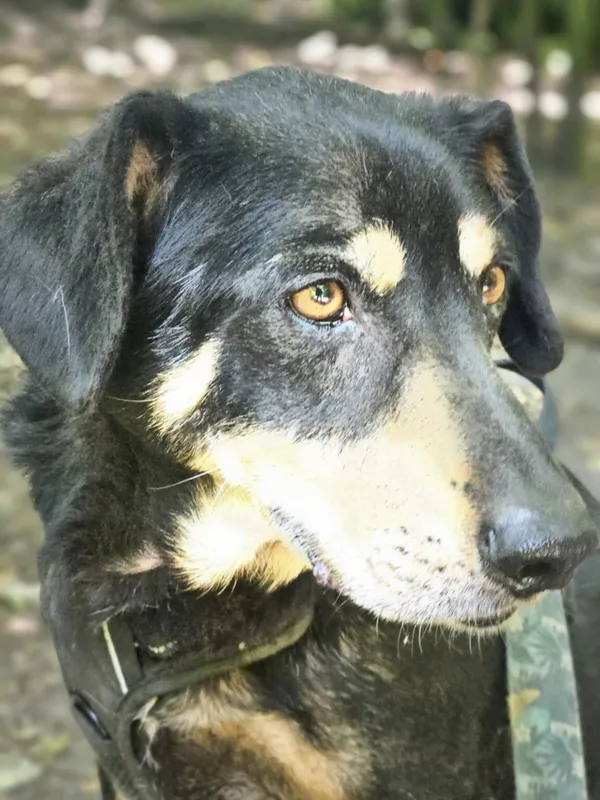 Pies do adopcji, Zgierz, 20 marca 2025 (4/5)