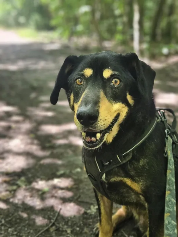 Pies do adopcji, Zgierz, 20 marca 2025 (5/5)