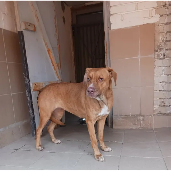 Znaleziono psa, Białystok, 13 marca 2025