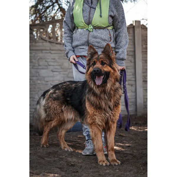 Znaleziono psa, Białystok, 14 marca 2025 (1/3)