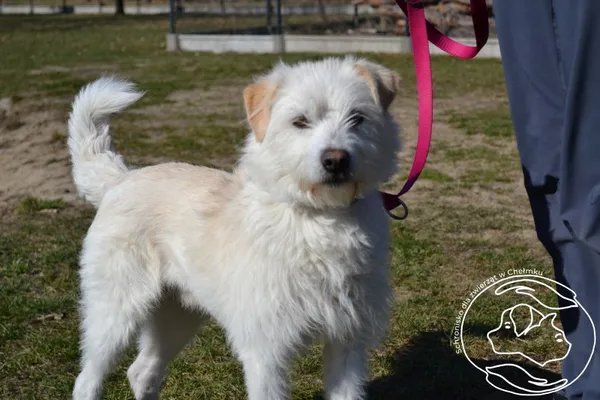 Pies do adopcji, Chełmek, 4 marca 2025