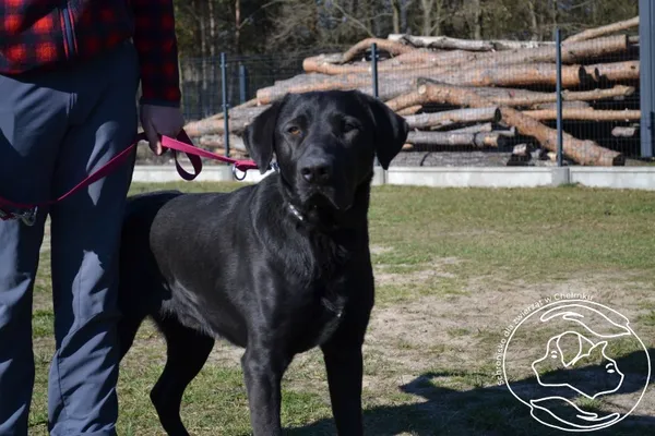 Pies do adopcji, Chełmek, 3 marca 2025