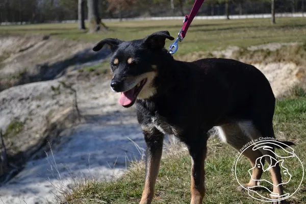 Pies do adopcji, Chełmek, 25 lutego 2025