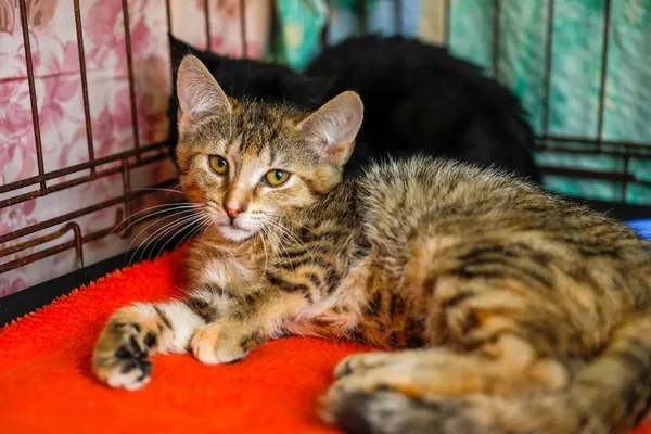 Kot do adopcji, Elbląg, 2 września 2024 (2/3)