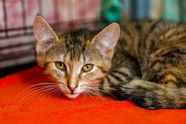 Kot do adopcji, Elbląg, 2 września 2024 (3/3)