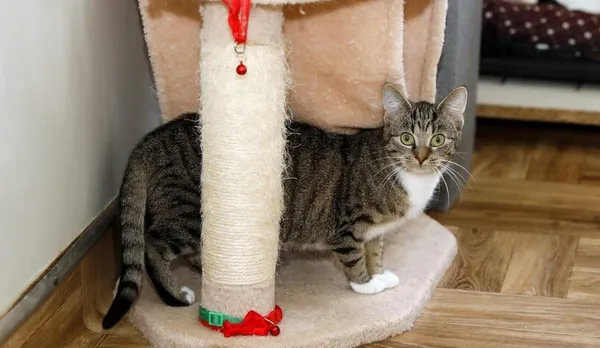 Kot do adopcji, Elbląg, 2 września 2024 (1/3)