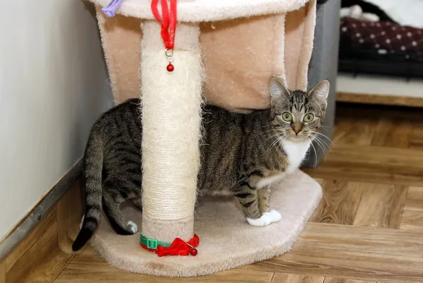 Kot do adopcji, Elbląg, 2 września 2024 (2/3)