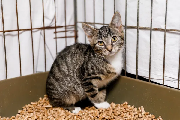 Kot do adopcji, Elbląg, 2 września 2024 (3/3)