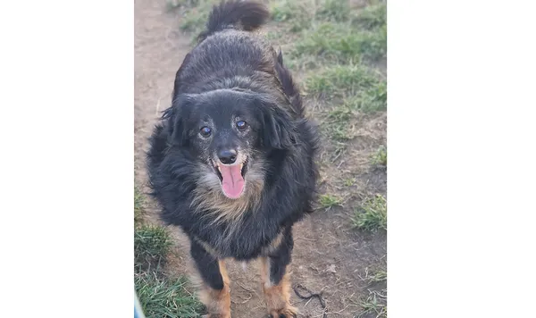 Znaleziono psa, Wrocław, 3 grudnia 2024