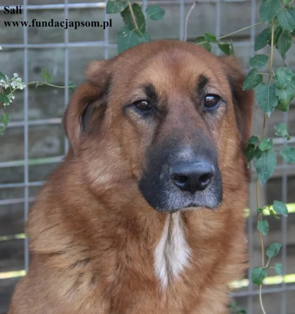 Pies do adopcji, Nowy Dwór Mazowiecki, 20 marca 2025 (1/5)