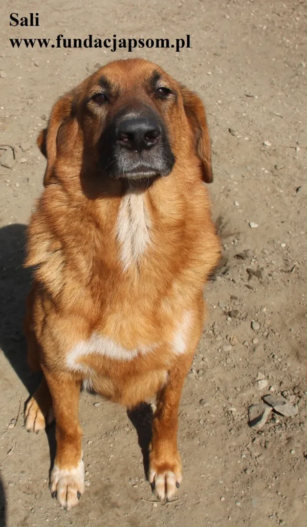 Pies do adopcji, Nowy Dwór Mazowiecki, 20 marca 2025 (2/5)