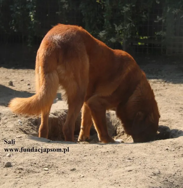 Pies do adopcji, Nowy Dwór Mazowiecki, 20 marca 2025 (5/5)