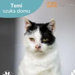 Kot do adopcji
