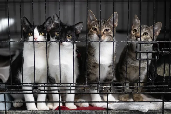 Kot do adopcji, Sosnowiec, 20 marca 2025 (1/3)