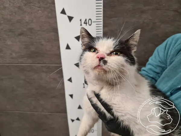 Kot do adopcji, Chełmek, 4 grudnia 2024