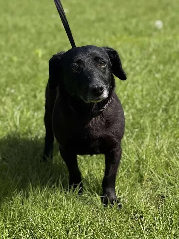 Znaleziono psa, Lublin, 19 marca 2025