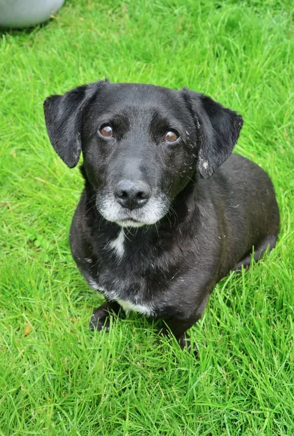 Znaleziono psa, Lublin, 19 marca 2025