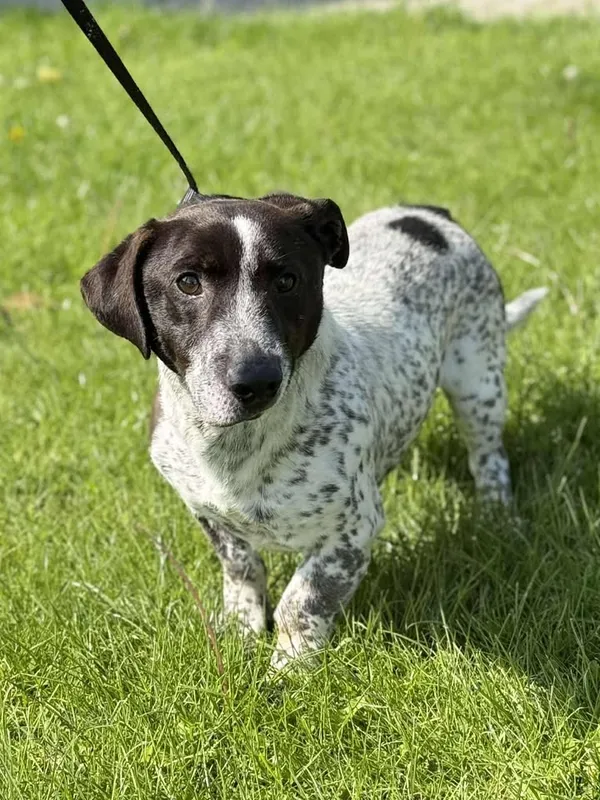 Znaleziono psa, Lublin, 29 lipca 2025