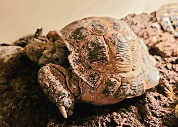 Znaleziono zwierzę, Lublin, 8 marca 2025