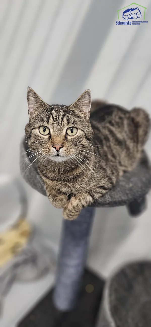 Kot do adopcji, Szczecin, 18 października 2024 (1/3)